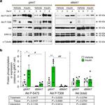 alpha Tubulin Antibody in Western Blot (WB)