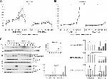 NOXA Antibody in Western Blot (WB)