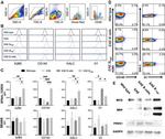 PRRX1 Antibody in Western Blot (WB)