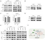 VDAC2 Antibody in Western Blot (WB)