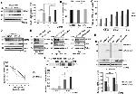 E2F1 Antibody in Western Blot, Immunoprecipitation (WB, IP)