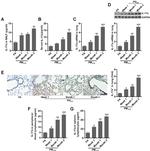 IL-17A Antibody in Immunohistochemistry (IHC)