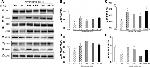 ERK1/ERK2 Antibody in Western Blot (WB)