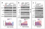 p21 Antibody in Western Blot (WB)