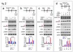 p21 Antibody in Western Blot (WB)