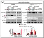 p21 Antibody in Western Blot (WB)