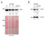 P4HA2 Antibody in Western Blot (WB)