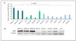 PEBP1 Antibody in Western Blot (WB)