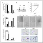 PEBP1 Antibody in Western Blot (WB)