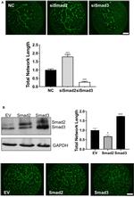 SMAD3 Antibody in Western Blot (WB)