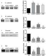 E-cadherin Antibody in Western Blot (WB)