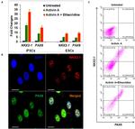 PAX8 Antibody in Flow Cytometry (Flow)