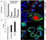 PAX8 Antibody in Immunocytochemistry (ICC/IF)