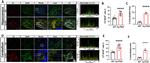 Complement C3 Antibody in Immunohistochemistry (IHC)