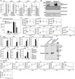 Versican V0, V1 Neo Antibody in Western Blot (WB)