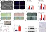 HMGA2 Antibody in Immunohistochemistry (IHC)