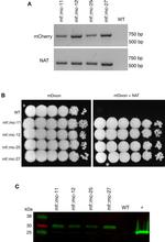 RFP Antibody in Western Blot (WB)