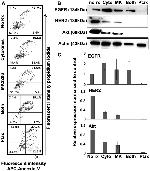 ErbB2 (HER-2) Antibody in Western Blot (WB)