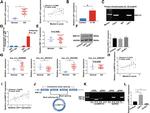 RNF121 Antibody in Western Blot (WB)