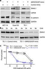 USP26 Antibody in Western Blot (WB)