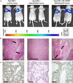 USP26 Antibody in Immunohistochemistry (IHC)