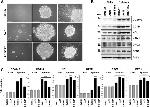 Nucleolin Antibody in Western Blot (WB)