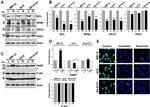 Nucleolin Antibody in Western Blot (WB)