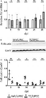 Follistatin Antibody in Western Blot (WB)