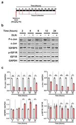 ZPK Antibody in Western Blot (WB)