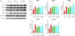 RIG-I Antibody in Western Blot (WB)