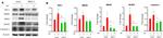 RIG-I Antibody in Western Blot (WB)