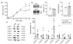 MARVELD2 Antibody in Western Blot (WB)