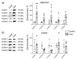 Claudin 12 Antibody in Western Blot (WB)