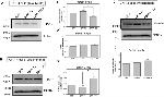 TRAK2 Antibody in Western Blot, Immunocytochemistry (WB, ICC/IF)