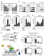 RORA Antibody in ChIP Assay (ChIP)