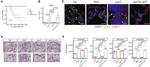 Claudin 1 Antibody in Immunohistochemistry (IHC)