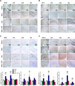 iNOS Antibody in Immunohistochemistry (IHC)