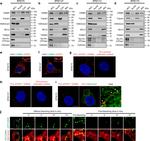 ATPIF1 Antibody in Immunocytochemistry (ICC/IF)