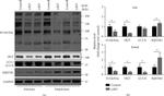 O-linked N-acetylglucosamine (O-GlcNAc) Antibody in Western Blot (WB)