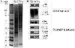 CD63 Antibody in Western Blot (WB)