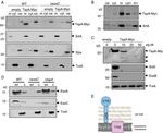 Myc Tag Antibody in Western Blot (WB)