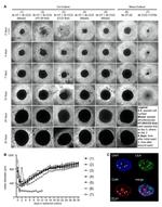 CEA Antibody in Immunocytochemistry (ICC/IF)