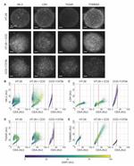 CEA Antibody in Immunocytochemistry (ICC/IF)