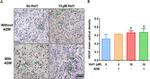 VEGF Antibody in Immunohistochemistry (IHC)