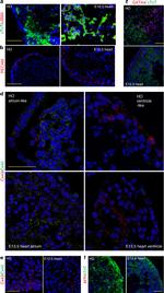 Connexin 40 Antibody in Immunohistochemistry (IHC)