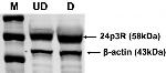 SLC22A17 Antibody in Western Blot (WB)