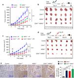 CD11b Antibody in Immunohistochemistry (IHC)