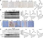 Bcl-2 Antibody in Western Blot (WB)