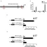 ESRRA Antibody in ChIP Assay (ChIP)