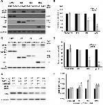 ZC3HAV1 Antibody in Western Blot (WB)